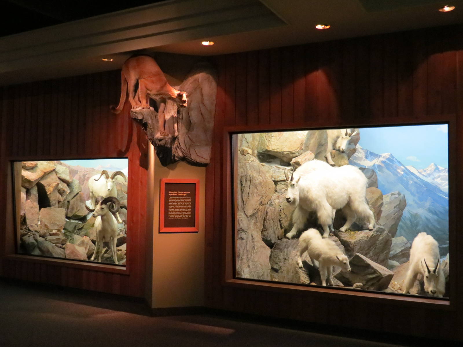 Hall of North American Wildlife - Mountain Goat, Cougar, and Dall's Sheep