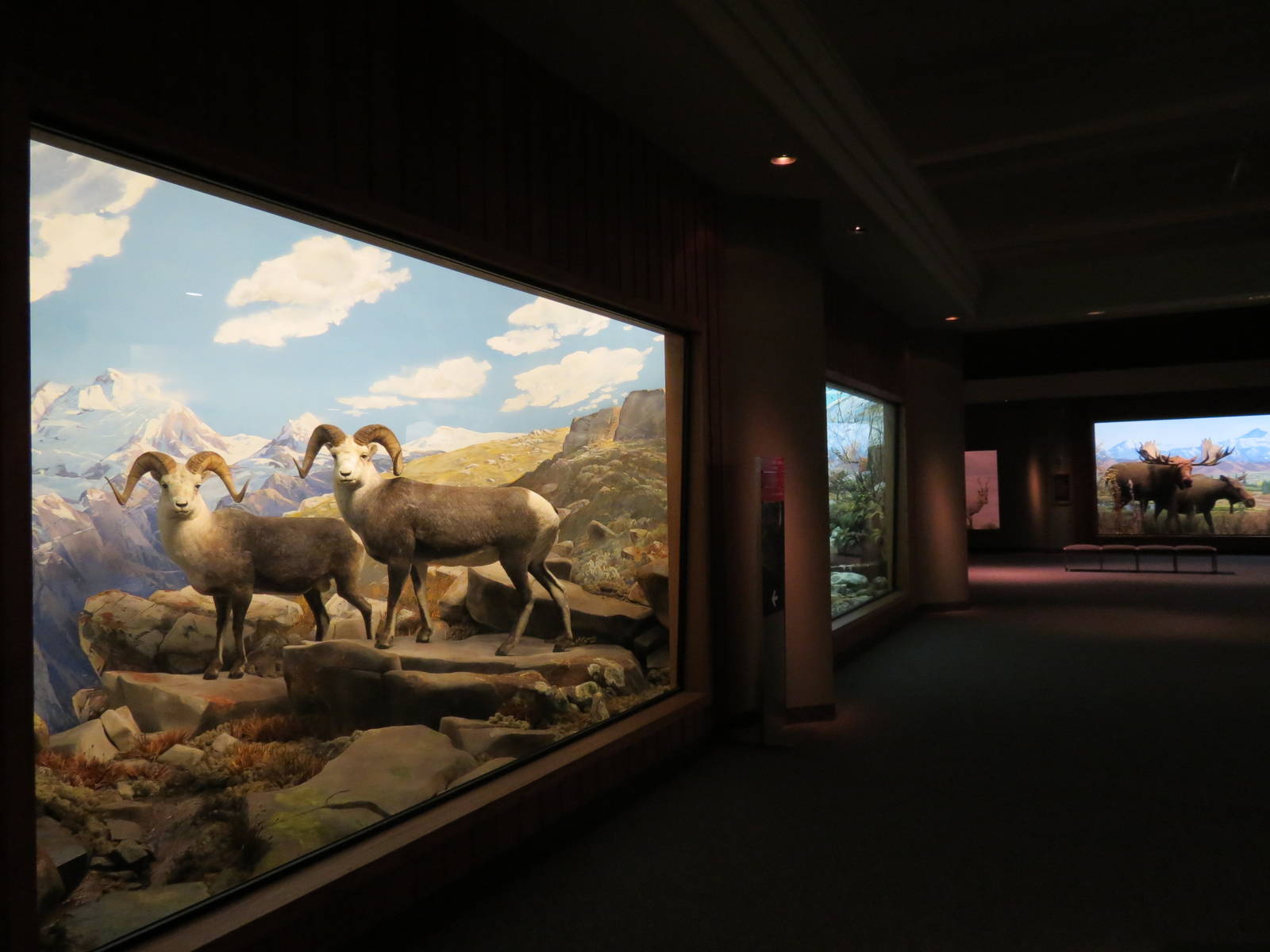 Hall of North American Wildlife - Stones Sheep
