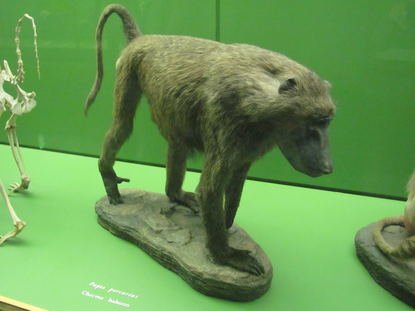 Hall of Primates Chacma Baboon