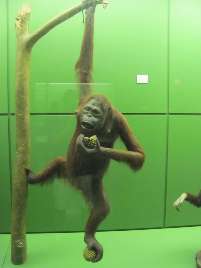 Hall of Primates Female Bornean Orangutan