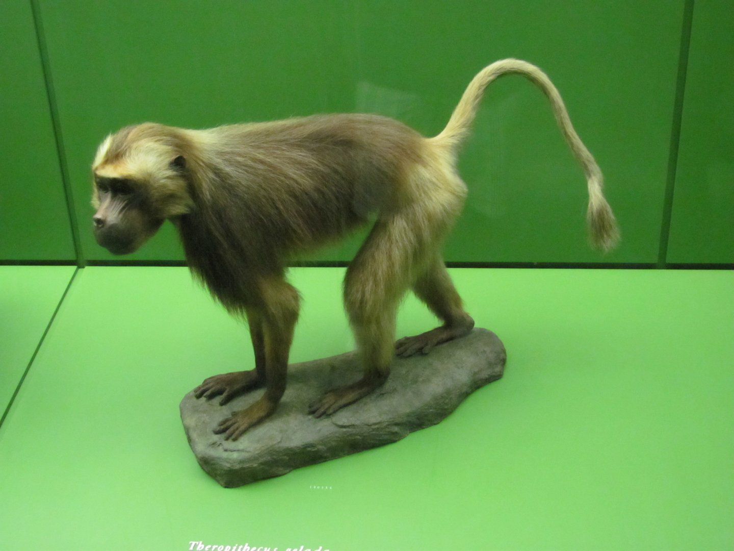 Hall of Primates Gelada