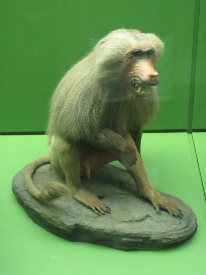 Hall of Primates Hamadryas Baboon