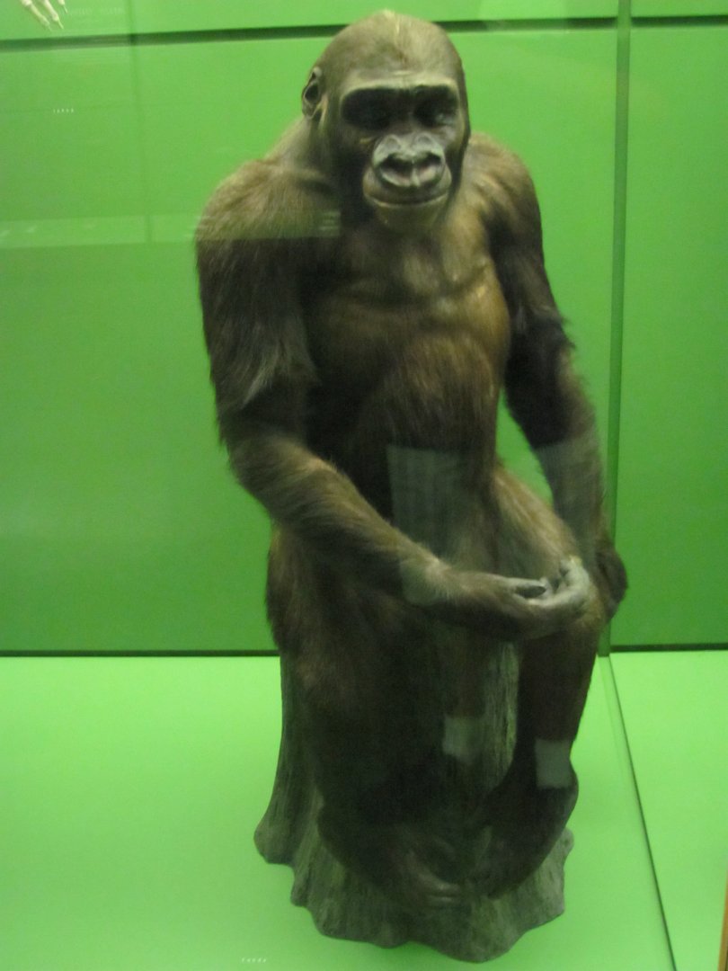 Hall of Primates John Daniel the Gorilla