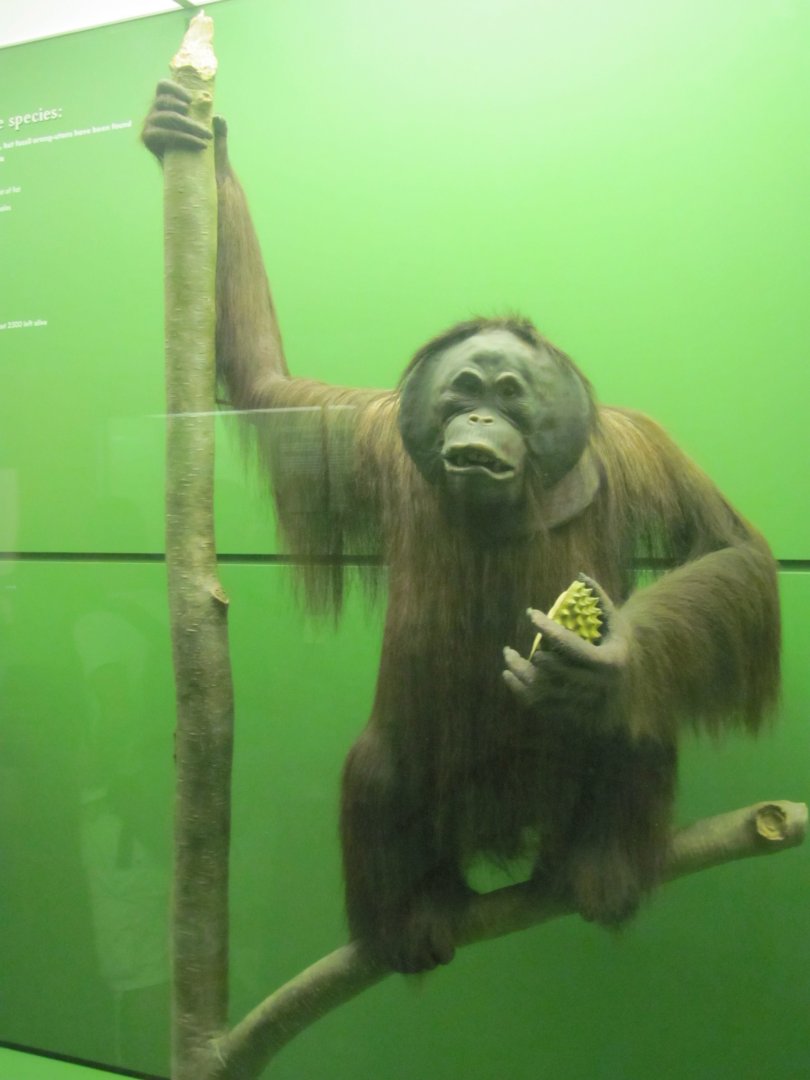 Hall of Primates Male Bornean Orangutan