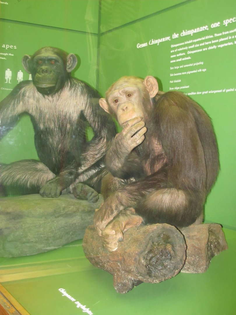 Hall of Primates Meshie Mungkut the Chimpanzee