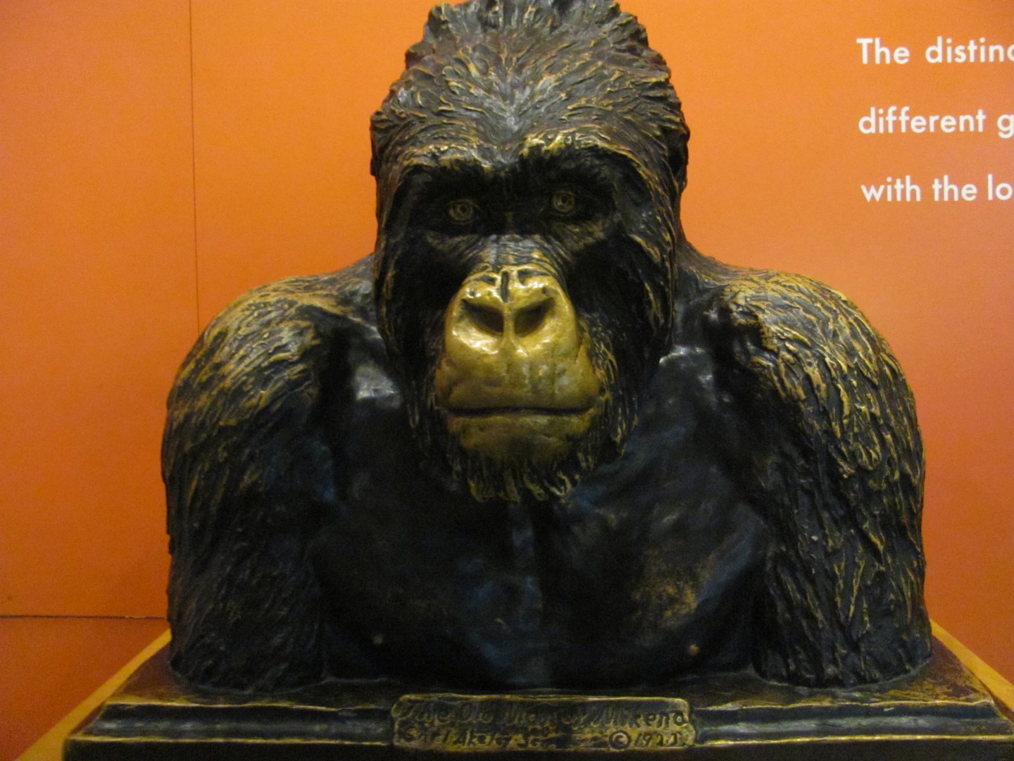 Hall of Primates The Old Man of Mikeno Sculpture