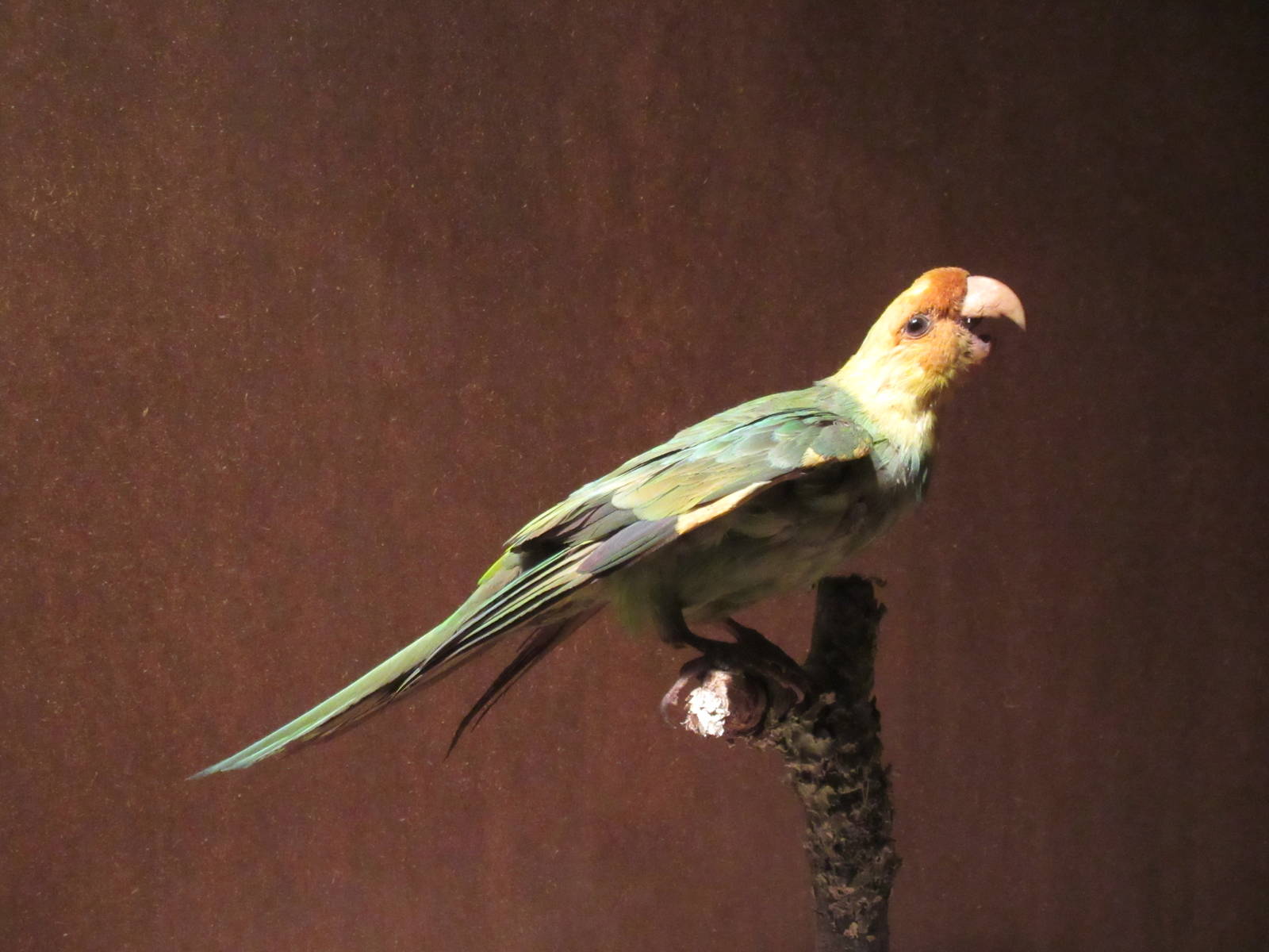 Hall of Texas Wildlife - Carolina Parakeet (now extinct)