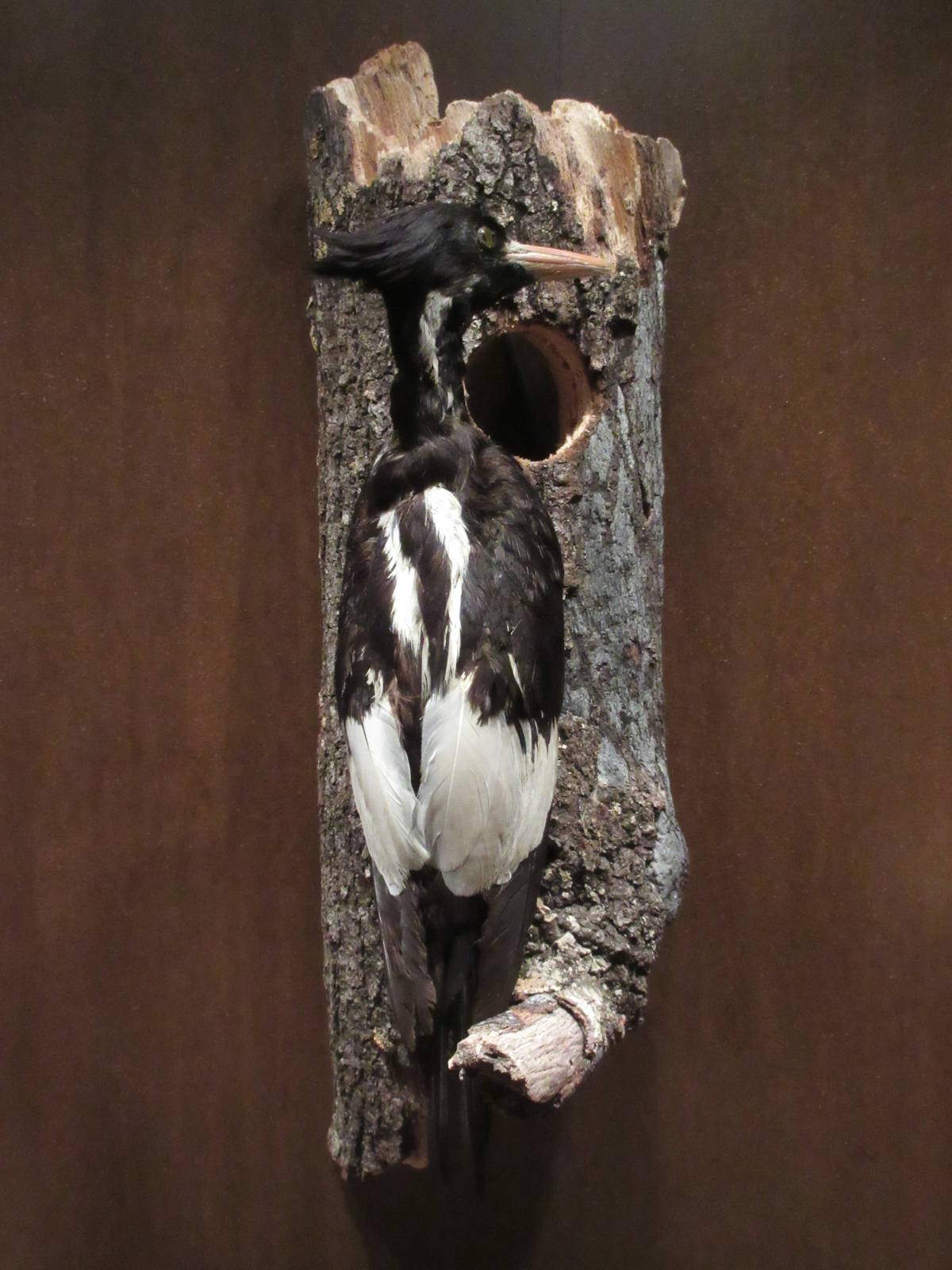 Hall of Texas Wildlife - Ivory-Billed Woodpecker (now extinct)