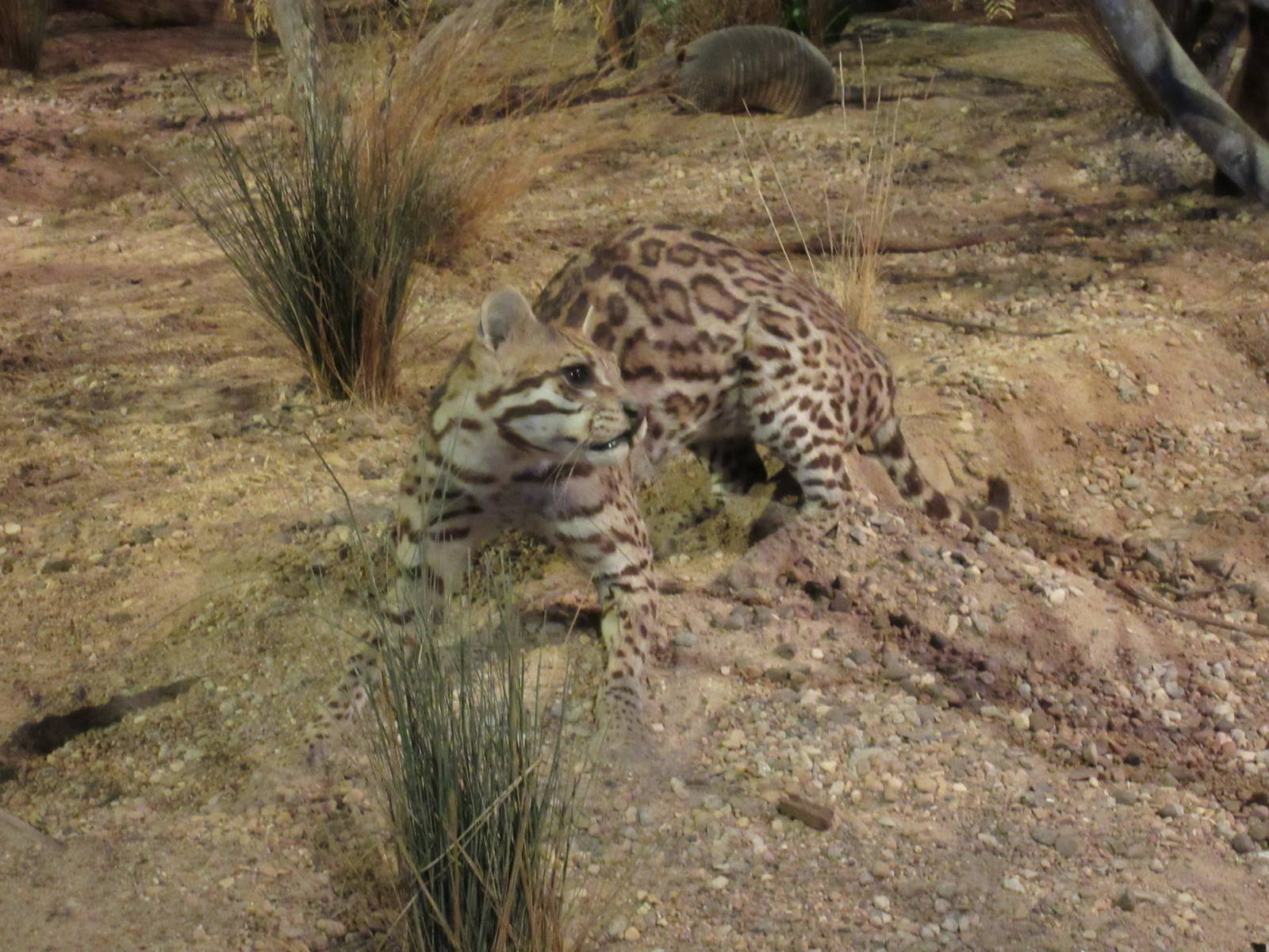 Hall of Texas Wildlife - Ocelot