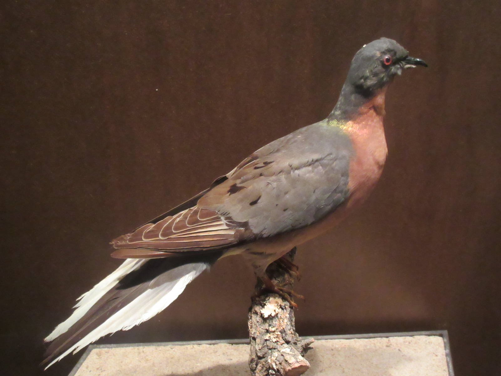 Hall of Texas Wildlife - Passenger Pigeon (now extinct)