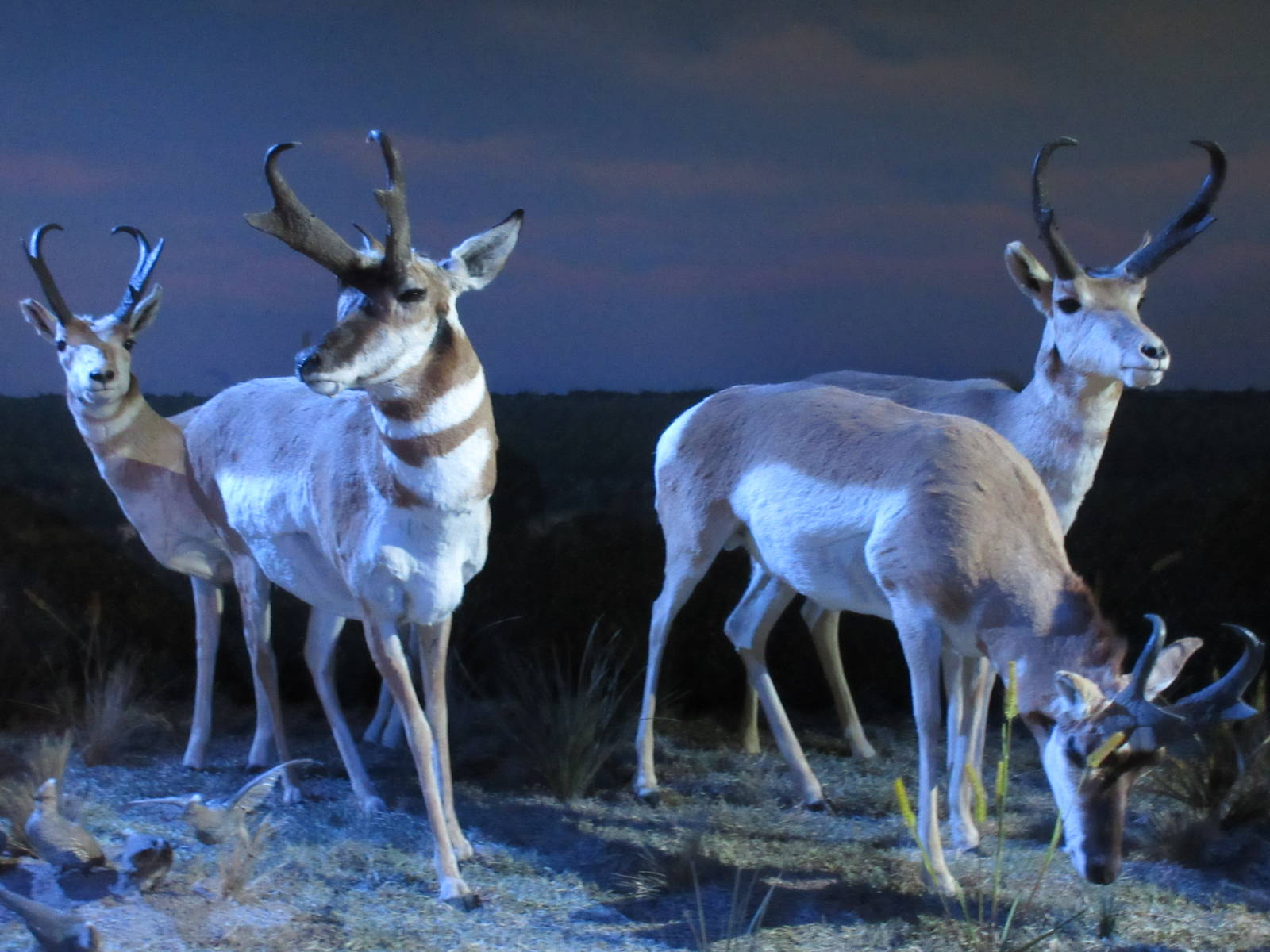 Hall of Texas Wildlife - Pronghorn