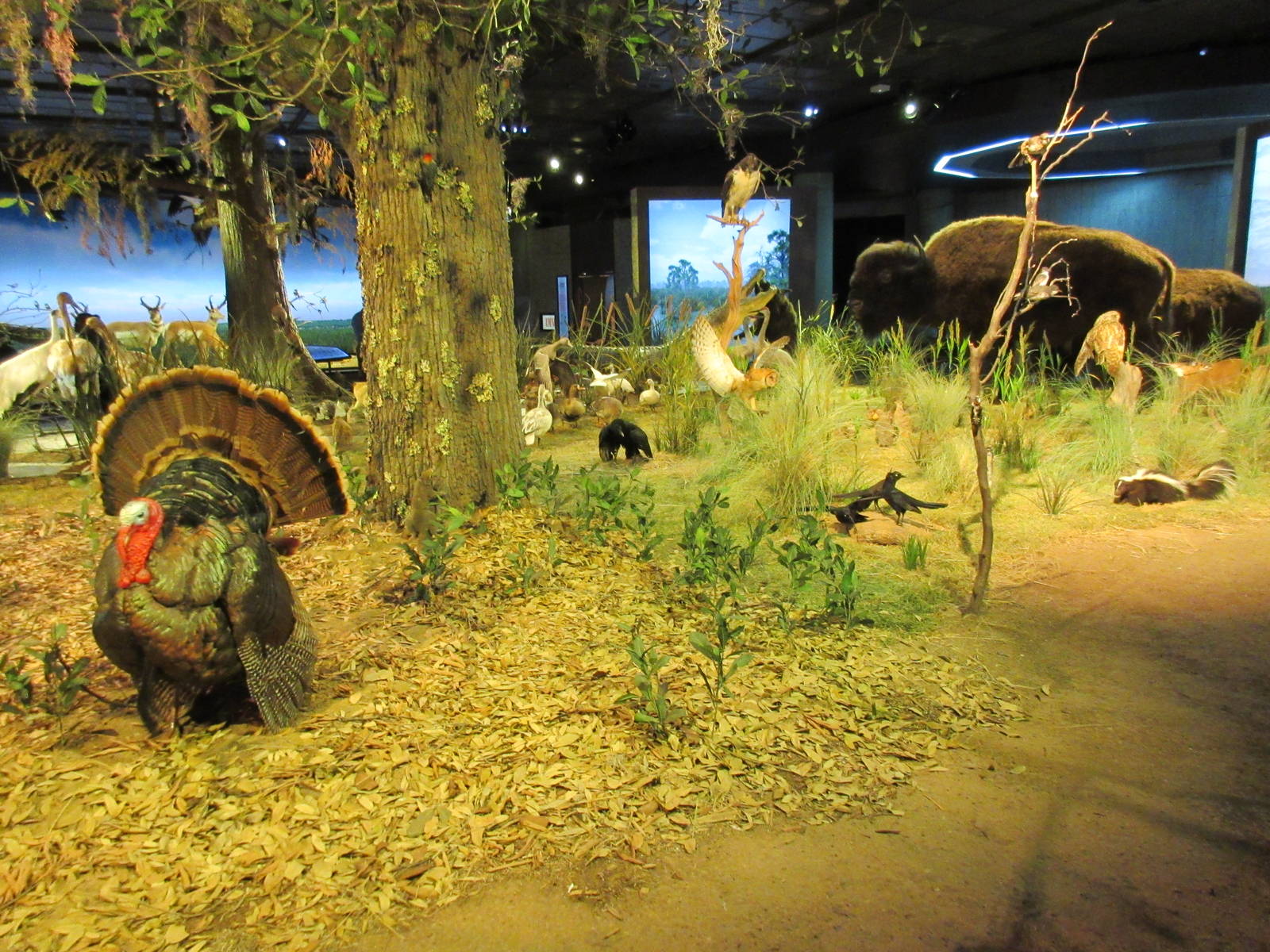 Hall of Texas Wildlife