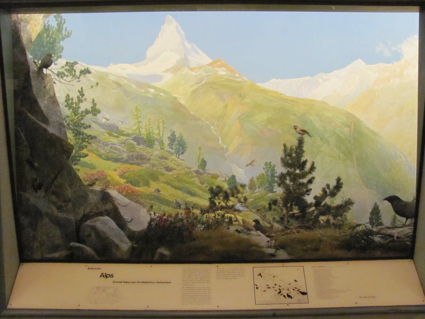 Hall of the Birds of the World Alps Diorama