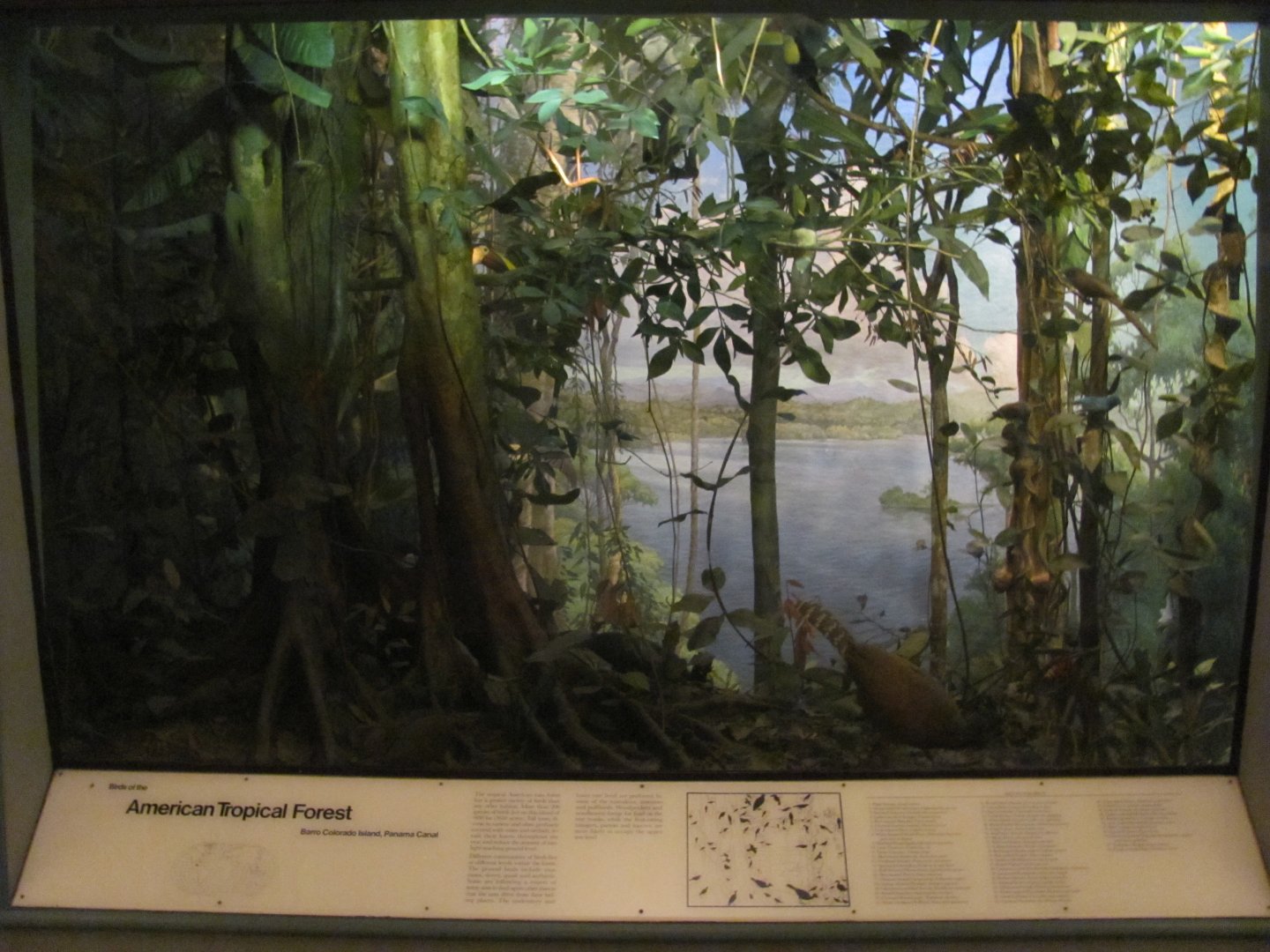 Hall of the Birds of the World American Tropical Forest Diorama