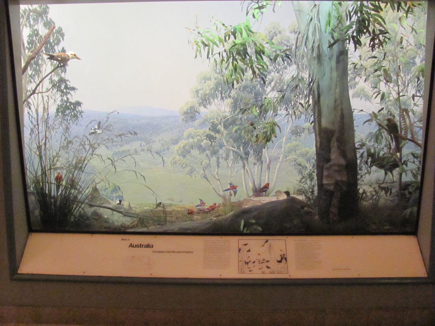 Hall of the Birds of the World Australia Diorama