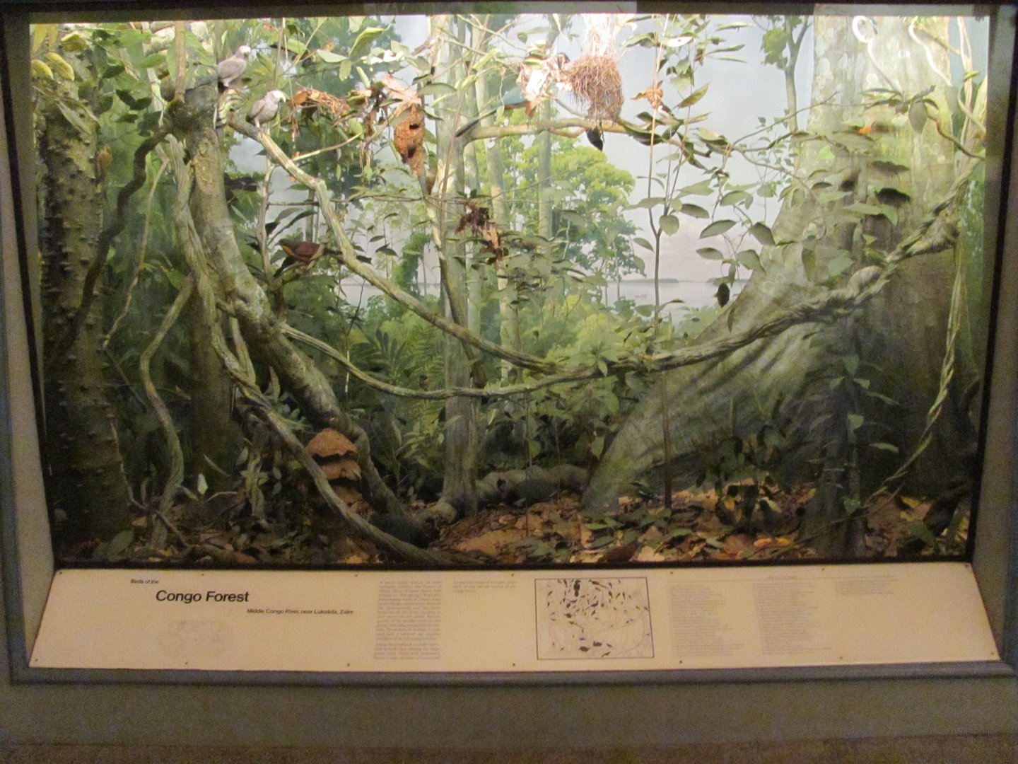 Hall of the Birds of the World Congo Forest Diorama
