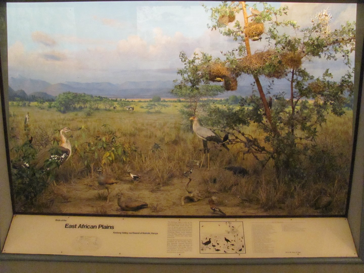Hall of the Birds of the World East African Plains Diorama