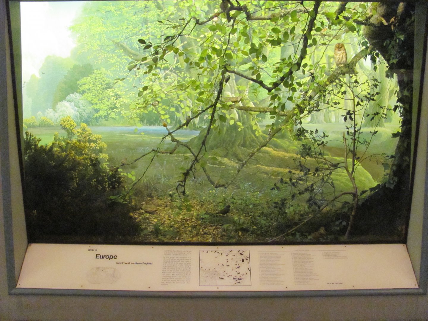 Hall of the Birds of the World Europe Diorama