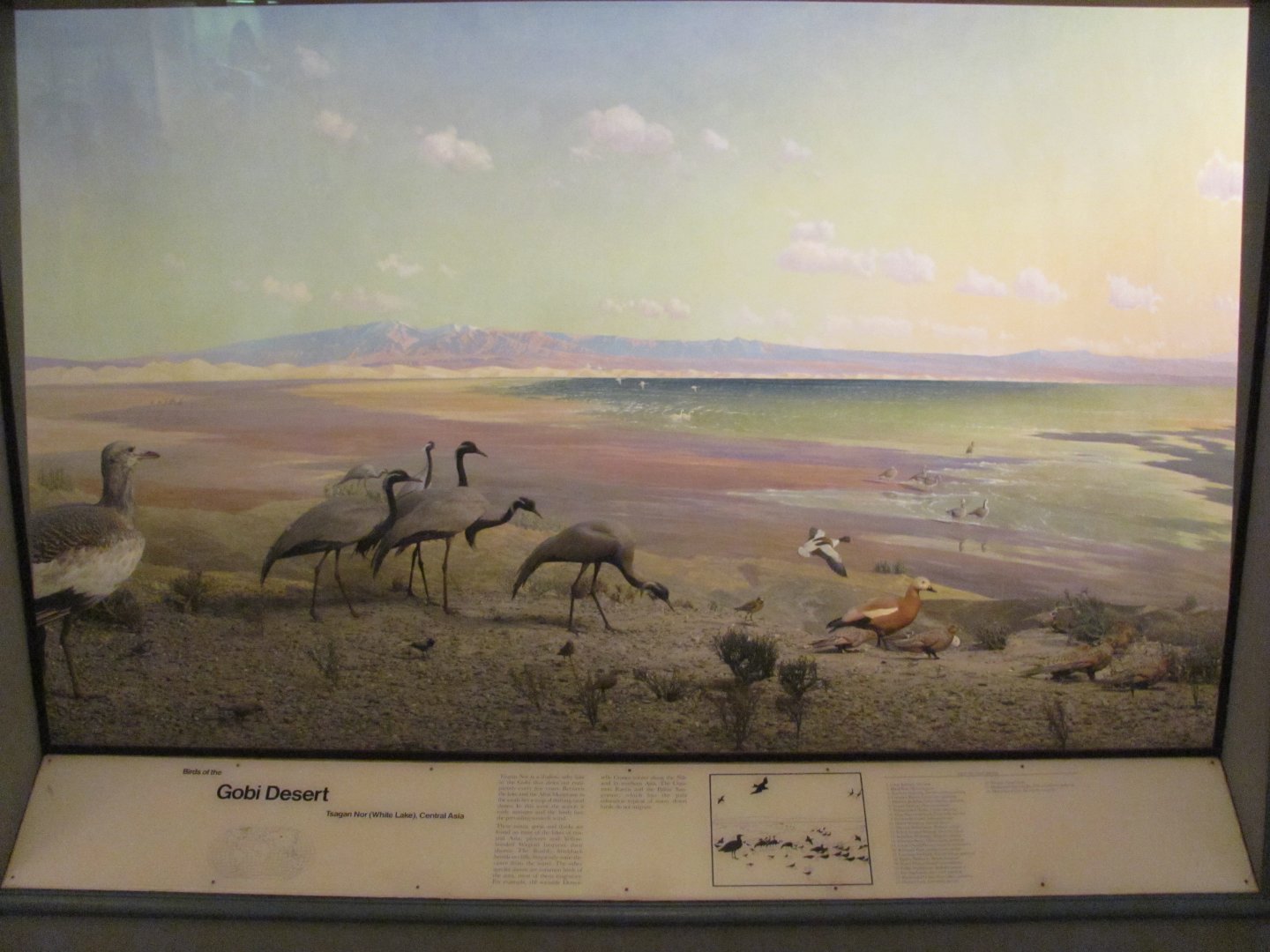 Hall of the Birds of the World Gobi Desert Diorama