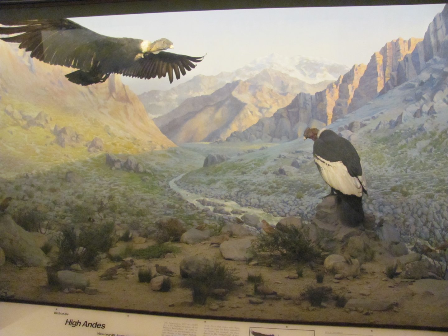 Hall of the Birds of the World High Andes Diorama