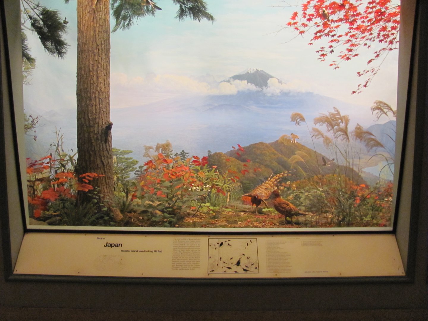 Hall of the Birds of the World Japan Diorama
