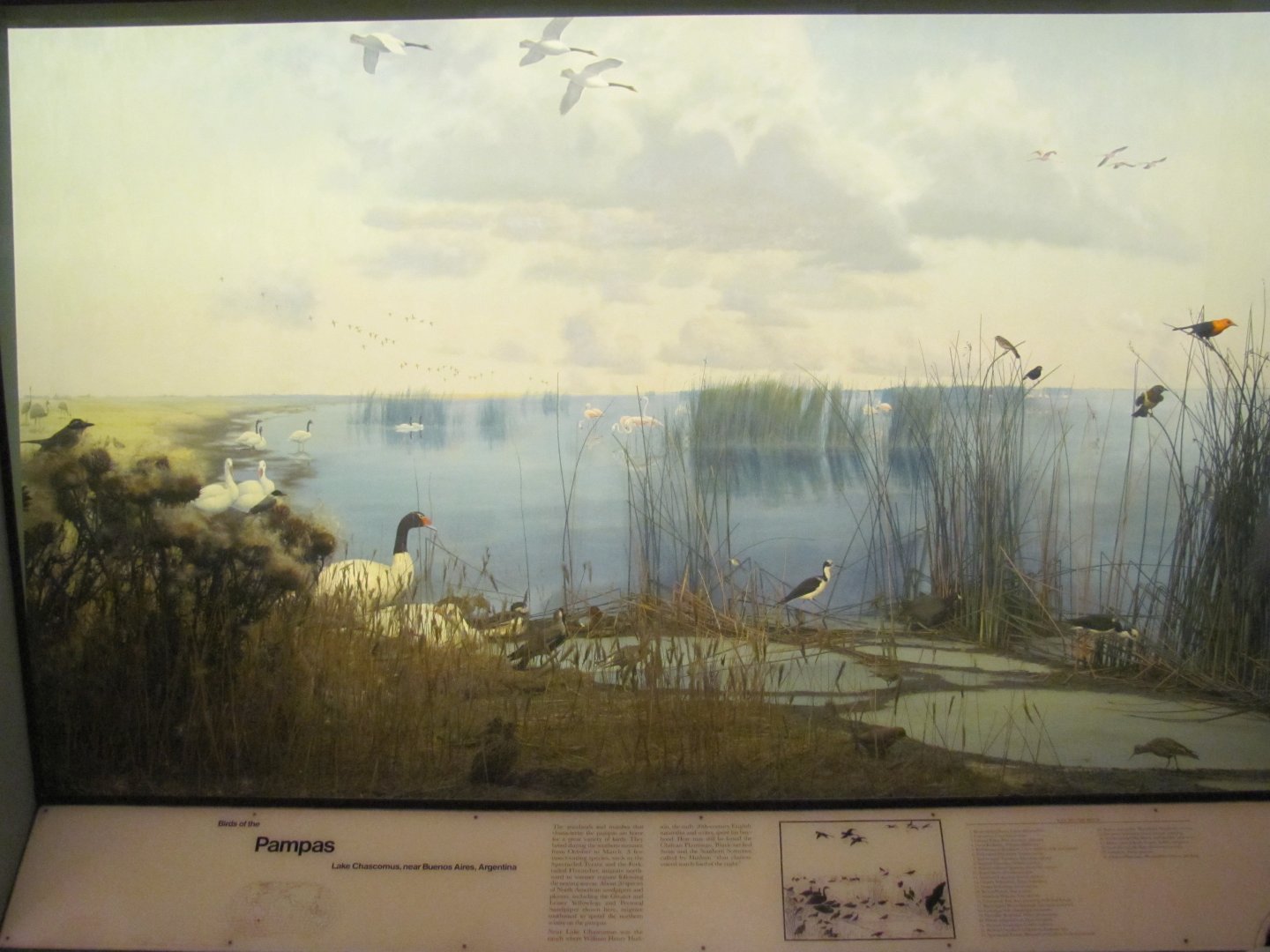 Hall of the Birds of the World Pampas Diorama