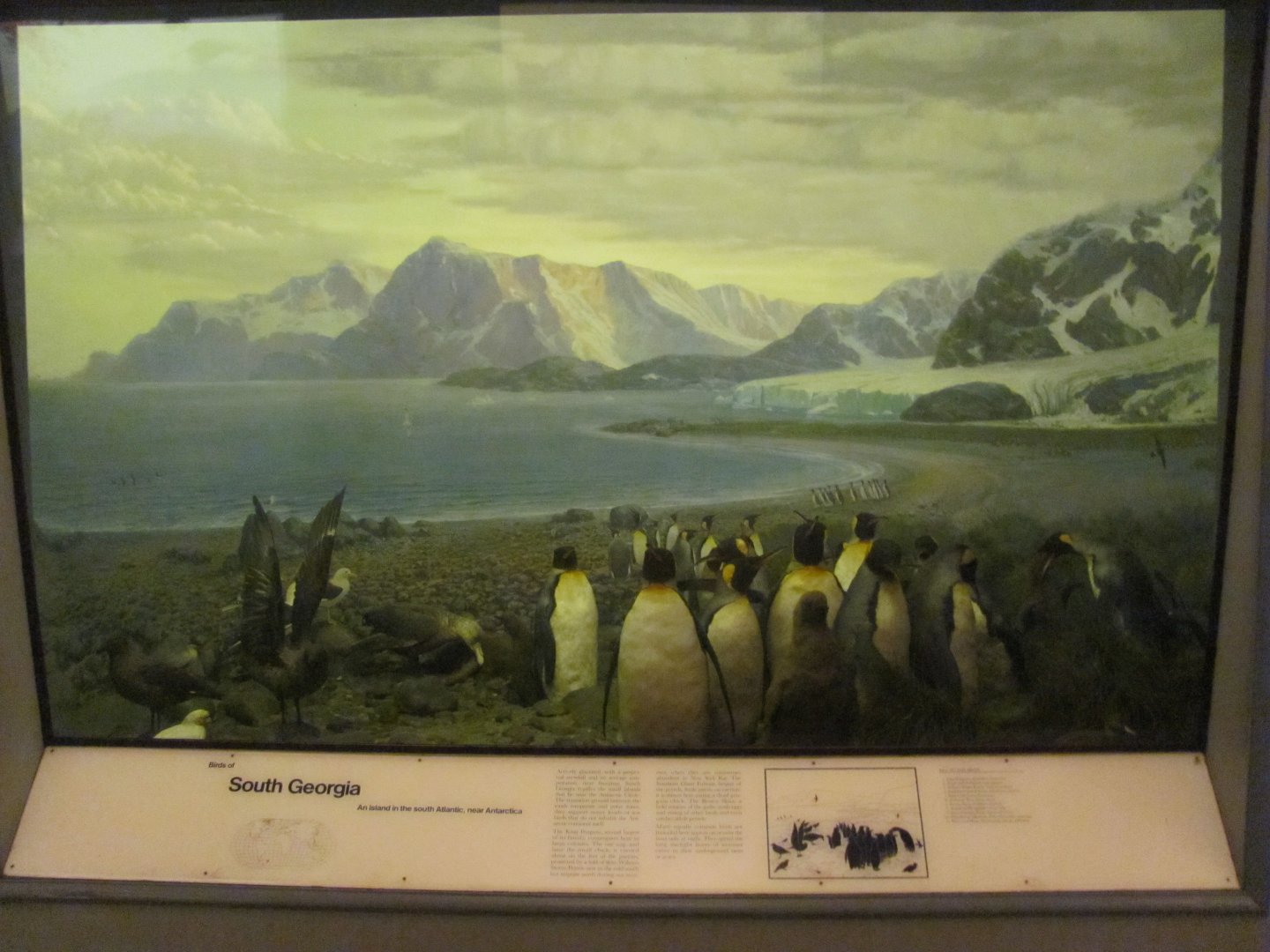 Hall of the Birds of the World South Georgia Diorama