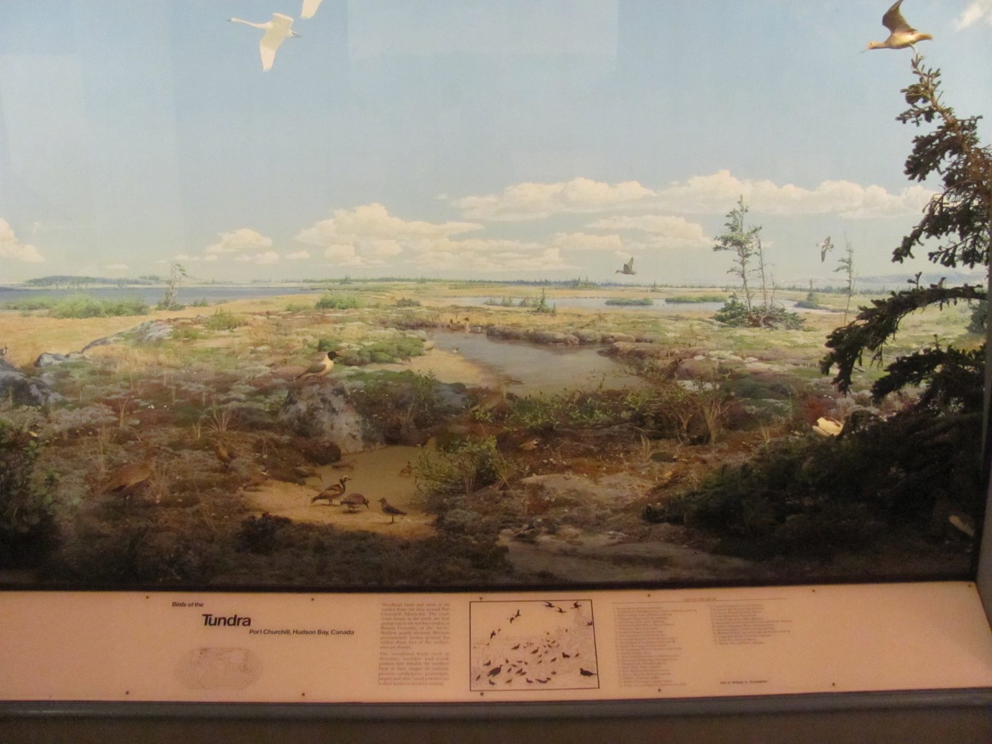 Hall of the Birds of the World Tundra Diorama