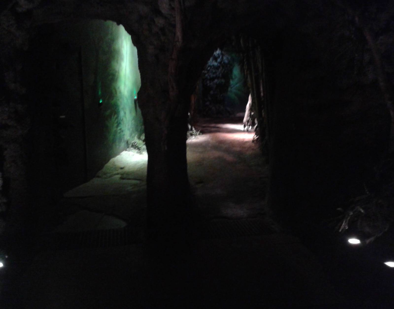 Hall-way to the Rainforest