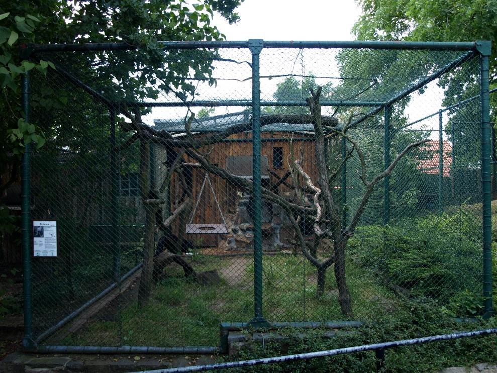 Halle Zoo - Binturongs
