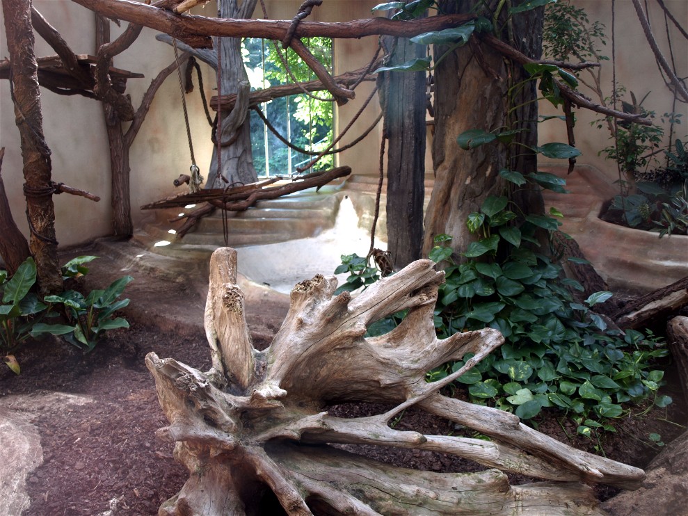 Halle Zoo - Chimpanzee indoors