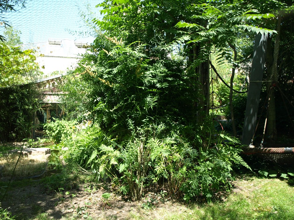 Halle Zoo - Chimpanzee outdoors