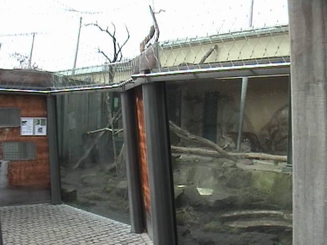 Halle Zoo: Malaysian Tiger Outdoor Enclosure
