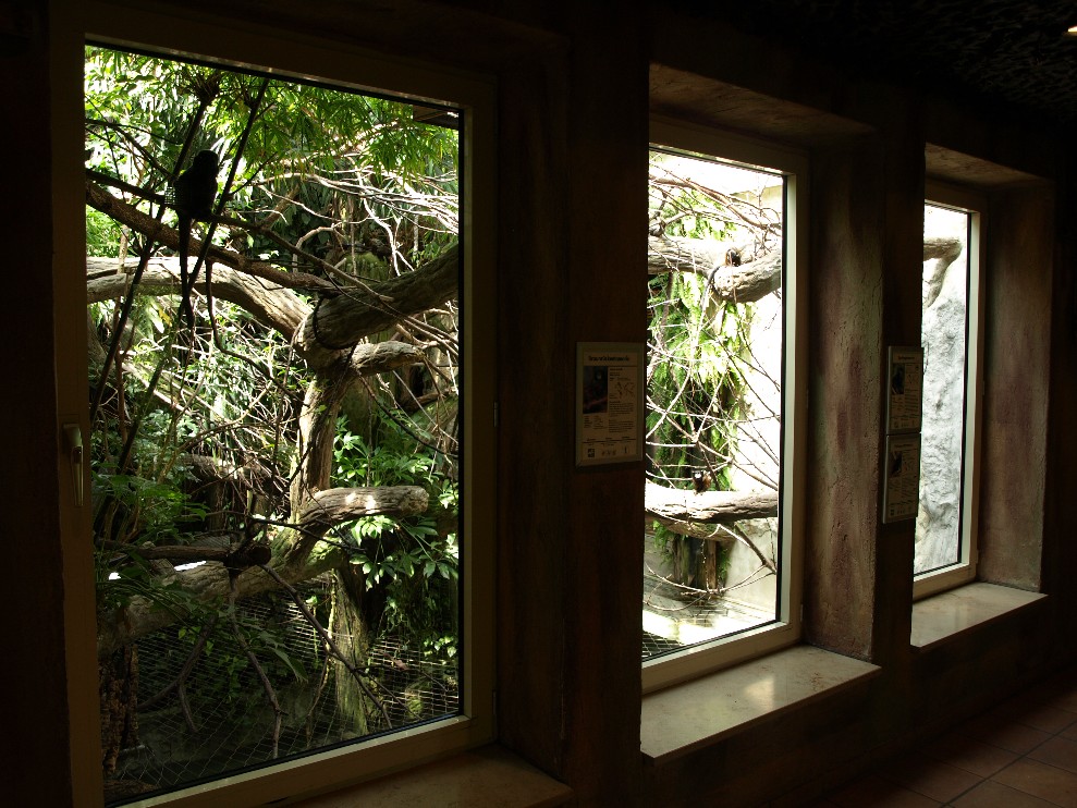 Halle Zoo - Monkey house