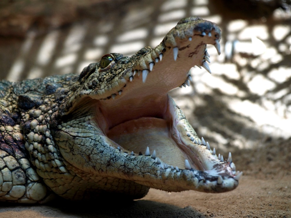 Halle Zoo - Nile crocodile