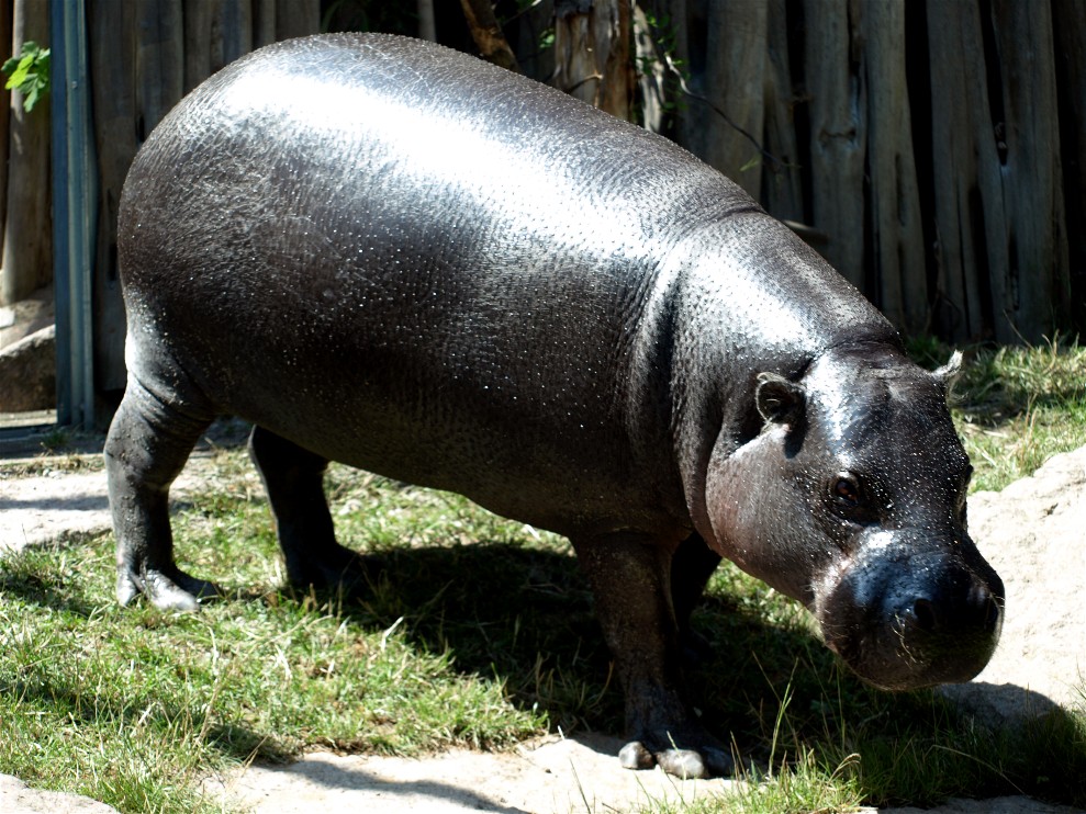 Halle Zoo - Pygmy hippo