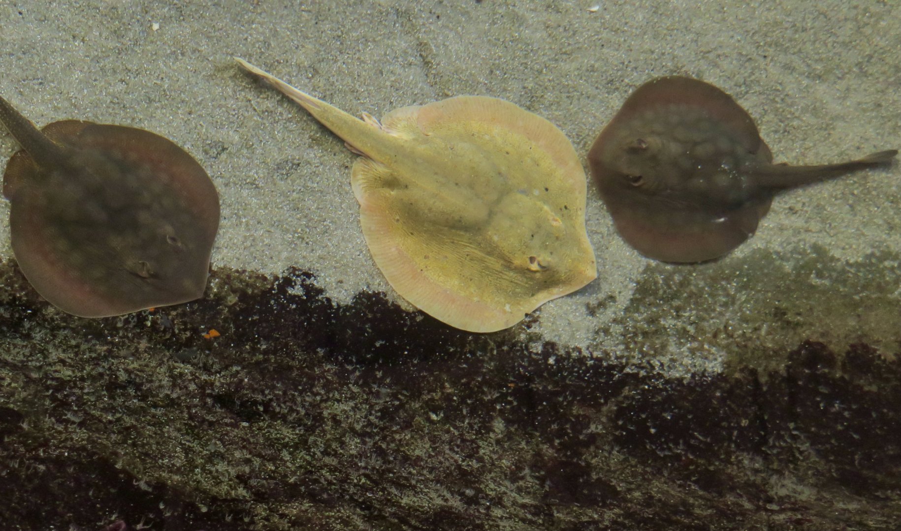 Haller's Round Stingray (Urobatis halleri)