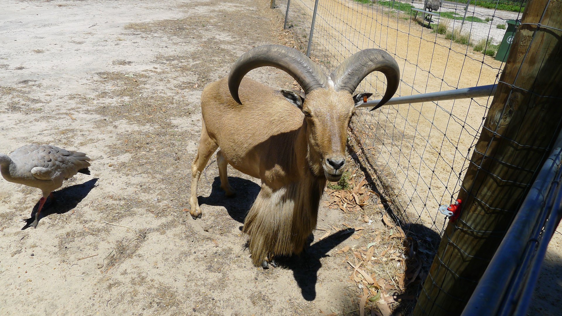 Hallls Gap Zoo - Barbary ram