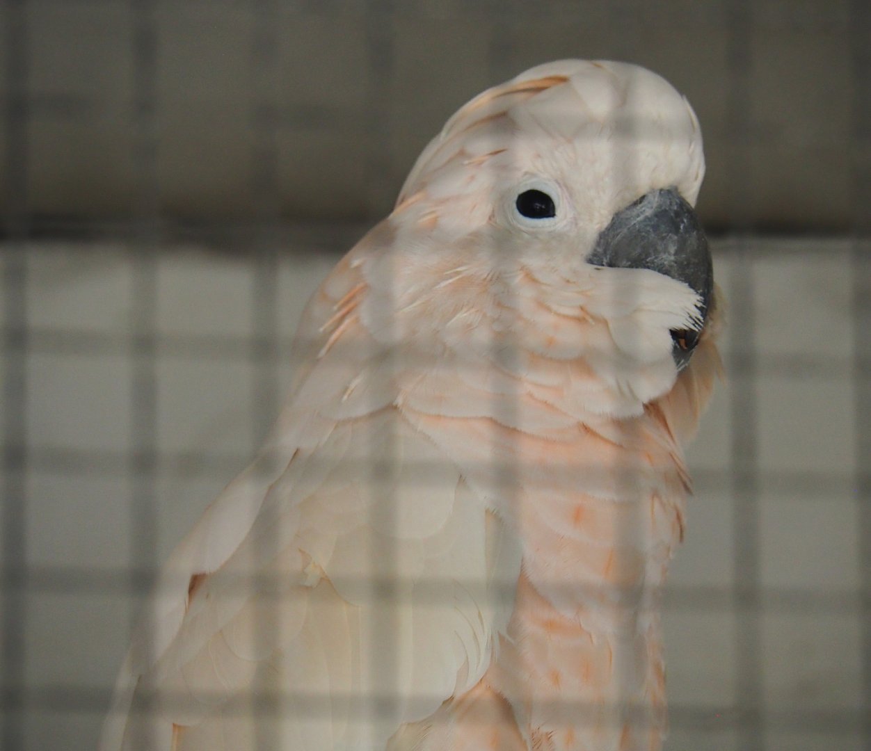 Hallo the Moluccan cockatoo (Cacatua moluccensis), 2020-06-20