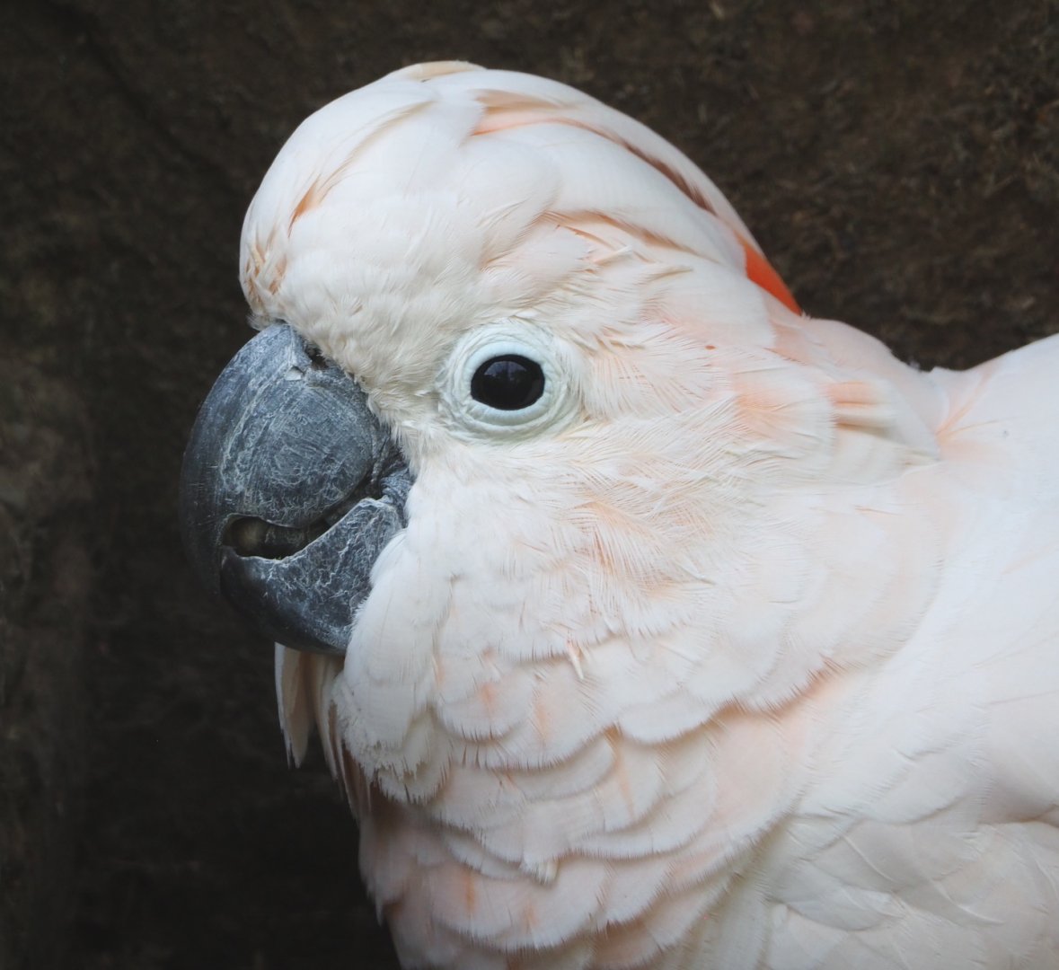 Hallo the Moluccan cockatoo (Cacatua moluccensis), 2021-06-15