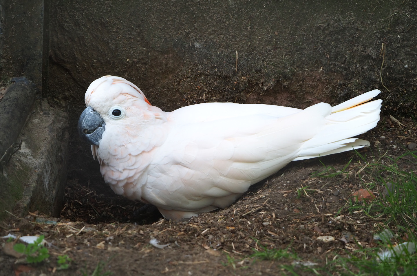 Hallo the Moluccan cockatoo digging (Cacatua moluccensis), 2021-06-15