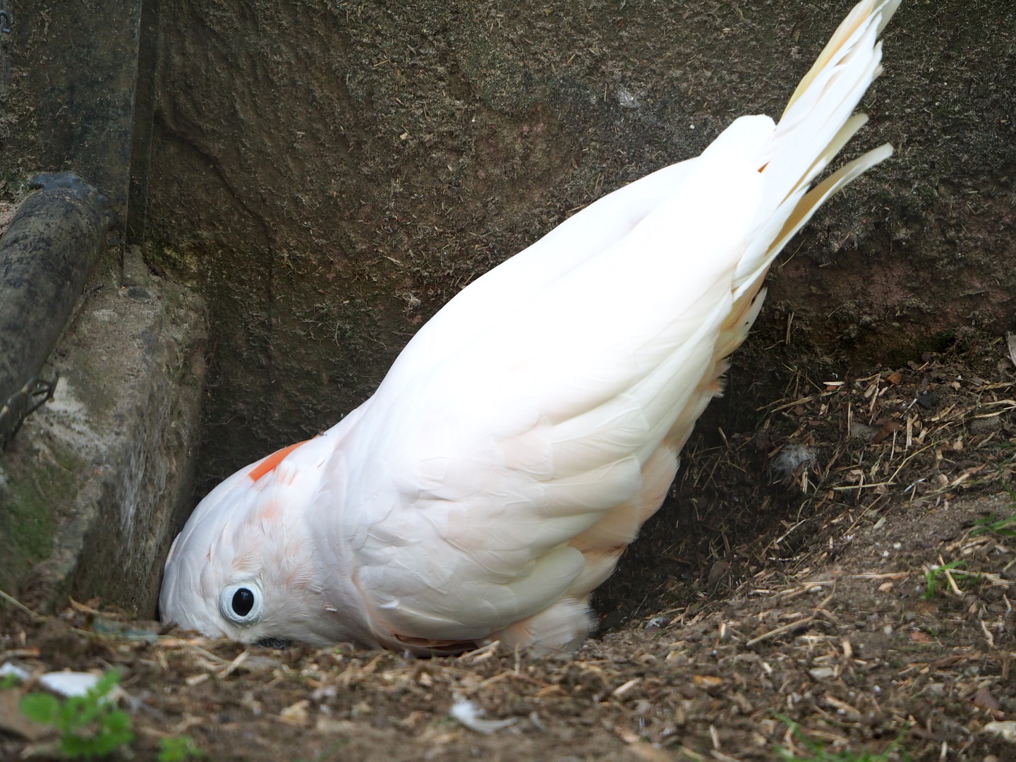 Hallo the Moluccan cockatoo digging (Cacatua moluccensis), 2021-06-15