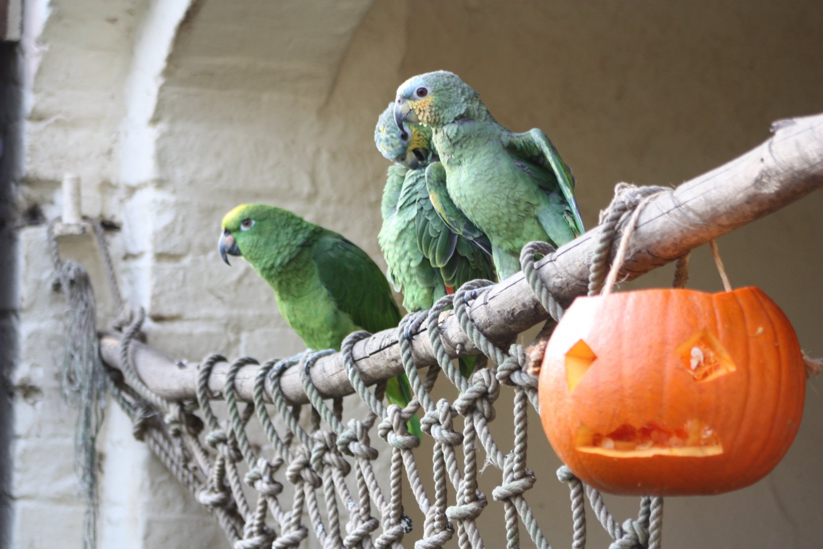 Halloween Amazons, 31st October 2016