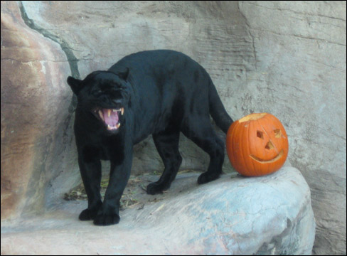 Halloween black cat