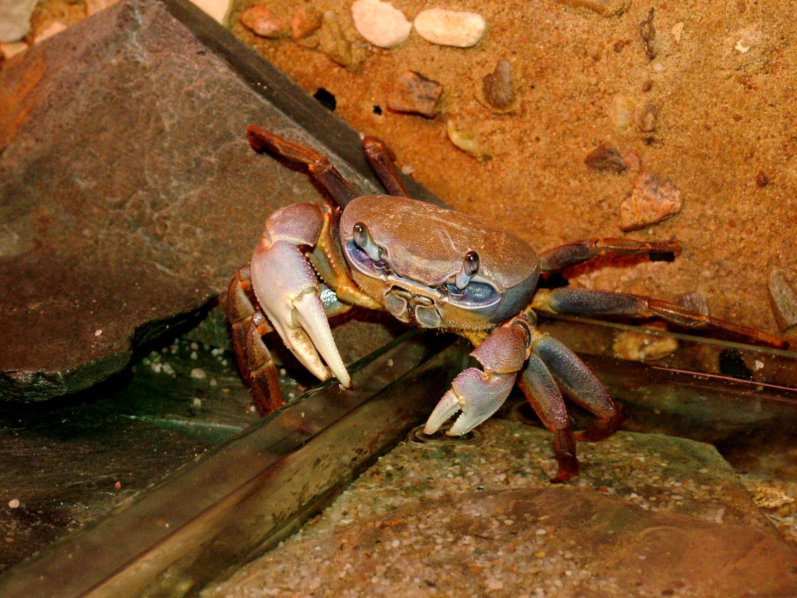 Hallowe'en Crab at Dvur Kralove, 27/08/12