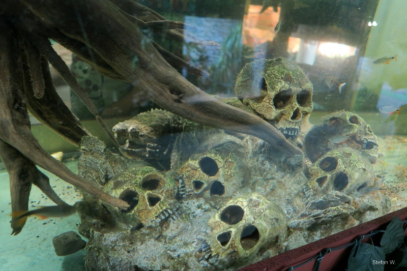 Halloween Deco for Alligator snapping turtle