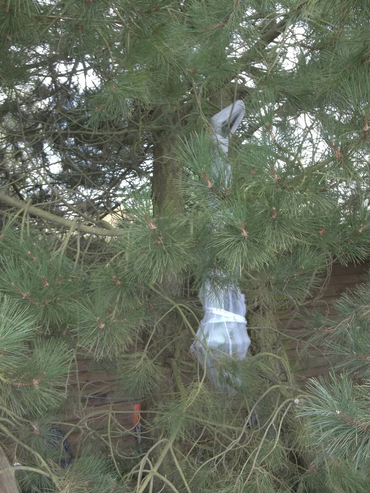 Halloween decorations, 23rd October 2014