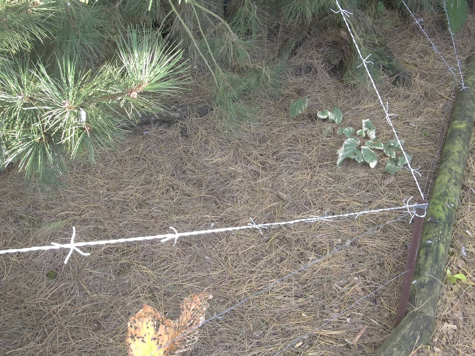 Halloween decorations, 23rd October 2014