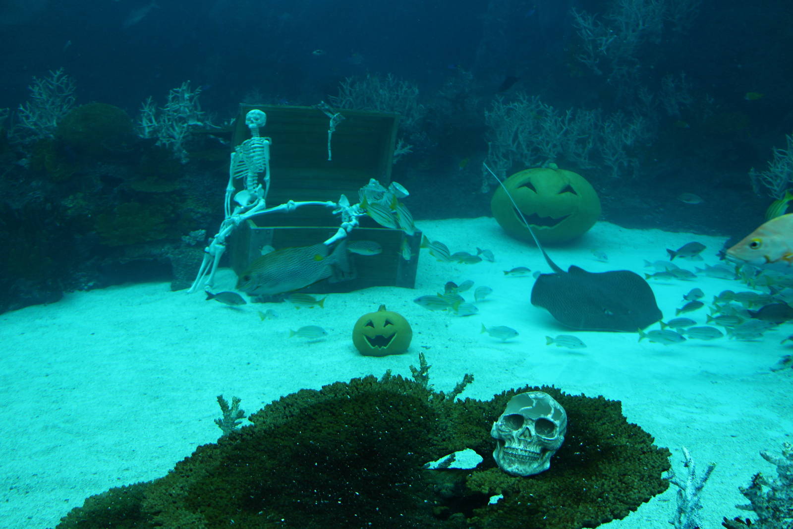Halloween display at Shipwreck habitat