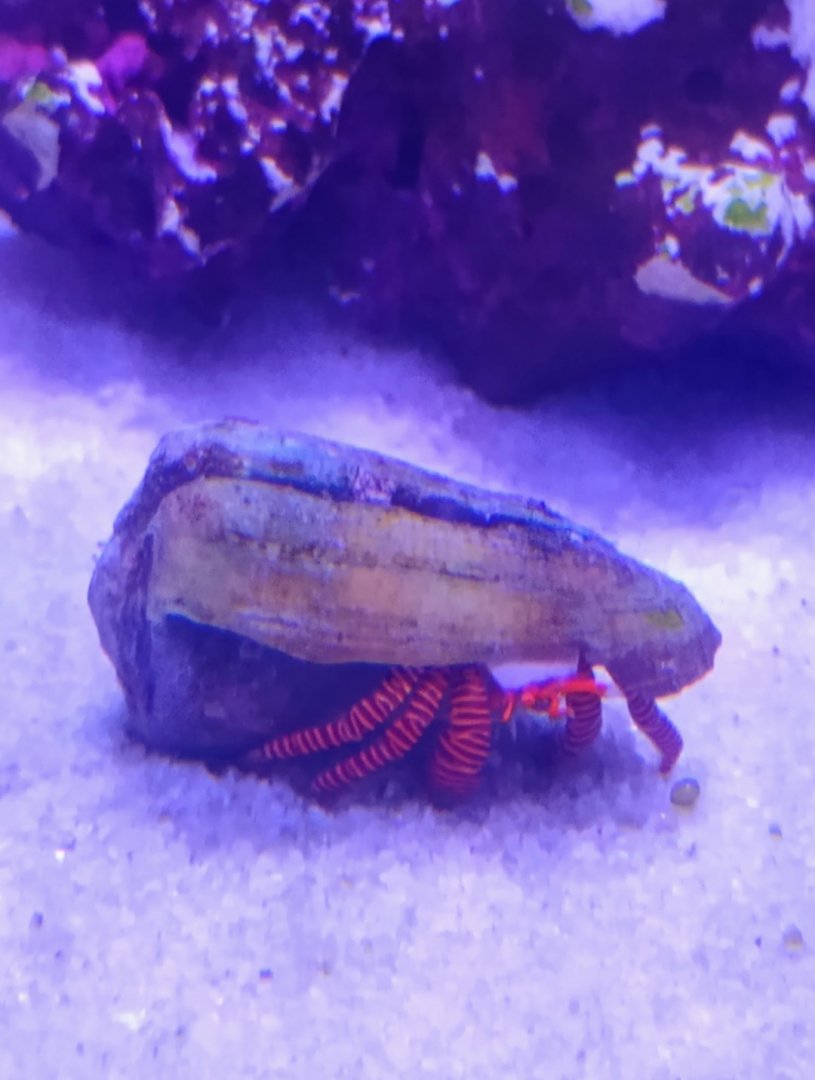 Halloween Hermit Crab (6/21/25)